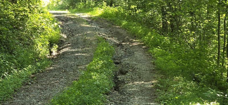 An overgrown, rutted gravel lane before recovery